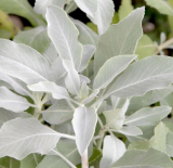 White Sage (Salvia apiana) Seeds – Sacred California Smudging Herb