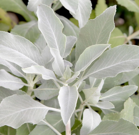 White Sage (Salvia apiana) Seeds – Sacred California Smudging Herb