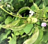 Heirloom Green Hyacinth Bean Seeds, Asian Garden Flower & Vegetable