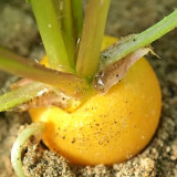 Yellow Cherry Radish Seeds – Early-maturing variety, nutritious, easy to grow, disease resistant, wide adaptability