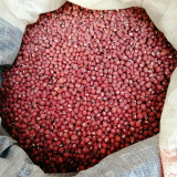 Xiangsi Red Bean Seeds – Easy to grow, plump grains, high yield, suitable for home garden and farm planting