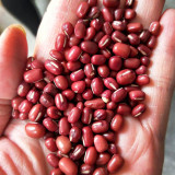Xiangsi Red Bean Seeds – Easy to grow, plump grains, high yield, suitable for home garden and farm planting