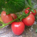Saint Anne Cherry Tomato Seeds – High yield, easy to grow, pink fruit, excellent flavor, suitable for gardening enthusiasts