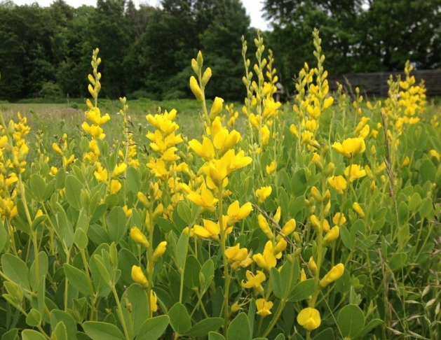 Yellow False Indigo (Baptisia) Seeds – Perennial Wildflower