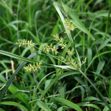 Nutgrass Seeds | Cyperus Rotundus – Fast-Growing Aromatic Perennial, Widely Adaptable, TCM Medicinal Root Tuber Sedge