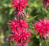 Bee Balm Live Plant – Hummingbird’s Favorite, Bloom All Summer Long