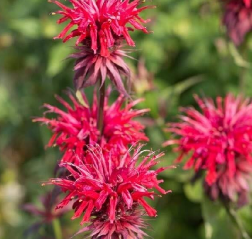 Monarda Bee Balm Live Plant – Pollinator Favorite | Perennial Garden Flower -