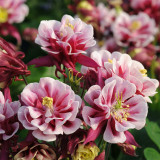 Aquilegia vulgaris 'Crown' Seeds – Perennial Herbaceous Flower, Cold & Drought Tolerant