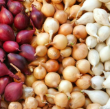 3 Colors Mixed Onion Sets