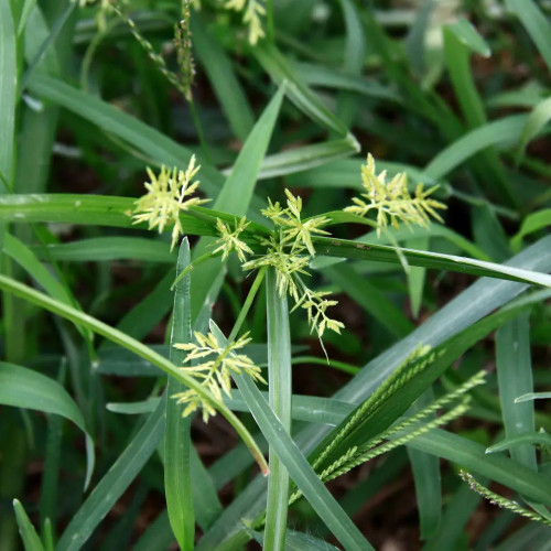 Nutgrass Seeds | Cyperus Rotundus – Fast-Growing Aromatic Perennial, Widely Adaptable, TCM Medicinal Root Tuber Sedge