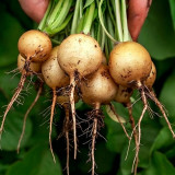 Yellow Cherry Radish Seeds – Early-maturing variety, nutritious, easy to grow, disease resistant, wide adaptability