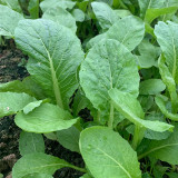Kongkong Hakka Leaf Mustard Greens Seeds | Light Green Oblong Leaves, Tender Low Fiber & Bitter-Free, 45-Day Maturity
