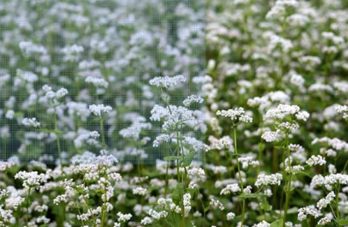 Buckwheat Seeds - Fast Growing Cover Crop, Improves Soil Health