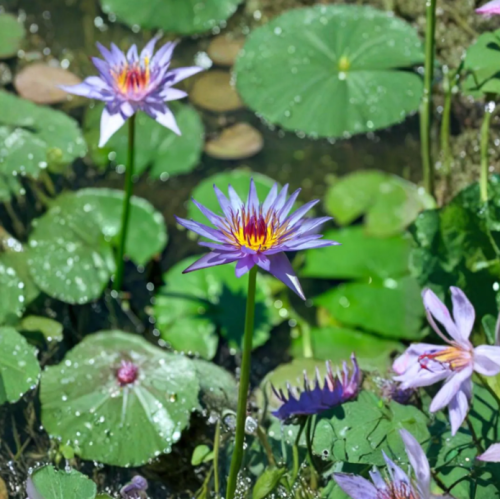 Blue Water Lily (Nymphaea caerulea) Seeds – Tropical Aquatic Pond Plant