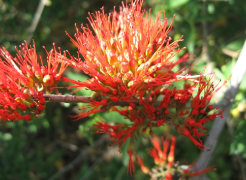 Combretum Microphyllum Seeds – Flame Creeper Burning Bush