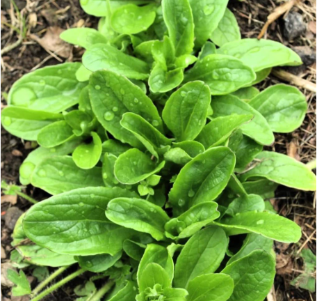 Mache Lamb's Lettuce Seeds | Dutch Corn Salad