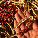 Xiangsi Red Bean Seeds – Easy to grow, plump grains, high yield, suitable for home garden and farm planting