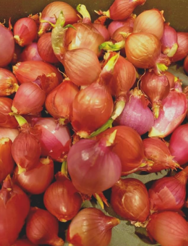 Egyptian Walking Onion (Tree Onion) Bulbils, Perennial, Hardy, Self-Propagating