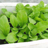 Kongkong Hakka Leaf Mustard Greens Seeds | Light Green Oblong Leaves, Tender Low Fiber & Bitter-Free, 45-Day Maturity