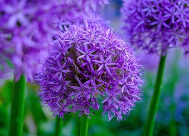 Purple Rain Allium Bulbs for Planting – Purple Flower Heads