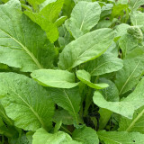 Kongkong Hakka Leaf Mustard Greens Seeds | Light Green Oblong Leaves, Tender Low Fiber & Bitter-Free, 45-Day Maturity