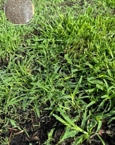 Zoysia Grass Seeds, Hardy Turf Grass for Yard Lawn