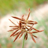 Nutgrass Seeds | Cyperus Rotundus – Fast-Growing Aromatic Perennial, Widely Adaptable, TCM Medicinal Root Tuber Sedge