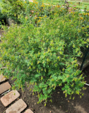 Astragalus Seeds (Astragalus membranaceus)