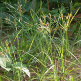 Nutgrass Seeds | Cyperus Rotundus – Fast-Growing Aromatic Perennial, Widely Adaptable, TCM Medicinal Root Tuber Sedge