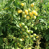 Crazy Barry Cherry Tomato Seeds – Easy to Grow, Extremely High Yield, Sweet & Juicy Flesh, Ornamental Garden Variety