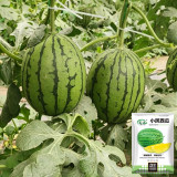 Xiaofeng Watermelon Seeds – Premium early-maturing variety, easy to grow, golden yellow flesh, thin rind, high sugar content