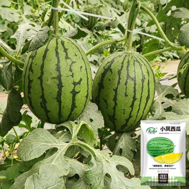 Xiaofeng Watermelon Seeds – Premium early-maturing variety, easy to grow, golden yellow flesh, thin rind, high sugar content