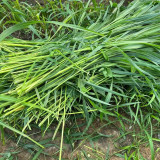 Sudangrass Seeds | Annual Livestock Forage Grass, Drought Tolerant, High Yield, Nutrient-Rich, Simple Hay Processing