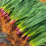 Shouhe Red Skin Scallion Seeds – Easy to grow, strong disease resistance, wide adaptability, rich aroma, great taste