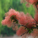 Smoke Tree Seeds – Cotinus coggygria, Red Fall Foliage, Drought Tolerant Shrub for Lawns & Hillsides