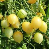 Crazy Barry Cherry Tomato Seeds – Easy to Grow, Extremely High Yield, Sweet & Juicy Flesh, Ornamental Garden Variety