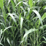 Sudangrass Seeds | Annual Livestock Forage Grass, Drought Tolerant, High Yield, Nutrient-Rich, Simple Hay Processing