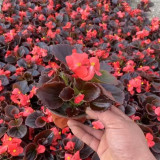 Bronze Leaf Red Flower Begonia Seeds | Compact Upright, Long Blooming for Borders & Containers