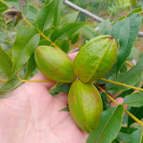 Pecan Seeds | Carya Illinoinensis | Sweet Kernels, Few Empty Nuts, Drought-Tolerant, Cold-Hardy, Grows in Warm Humid Climates