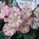 Gloxinia Seeds, Mixed 10+ Varieties – Sinningia speciosa, Bell-Shaped Blooms, Compact Ornamental Indoor Perennial