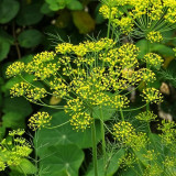 ANE02 Dill Seeds – Culinary Herb, Yellow Flowers, Multi-Purpose, Suitable for Home Gardening, Easy to Cultivate