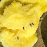 Linglong Yellow Watermelon Seeds – Yellow-flesh variety, early-maturing, easy to grow, 13% sugar content, excellent flavor