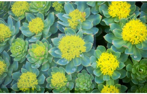 Rhodiola Rosea Seeds | Golden Root | Perennial Herb for Garden & Container