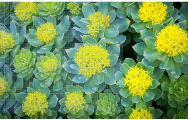 Rhodiola Rosea Seeds | Golden Root | Perennial Herb for Garden & Container