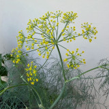 ANE02 Dill Seeds – Culinary Herb, Yellow Flowers, Multi-Purpose, Suitable for Home Gardening, Easy to Cultivate
