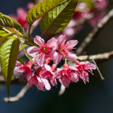 Winter Cherry Seeds | Prunus cerasoides – Deciduous Tree 3-10m, Full Sun Loving, High Ornamental Value for Gardens
