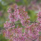 Winter Cherry Seeds | Prunus cerasoides – Deciduous Tree 3-10m, Full Sun Loving, High Ornamental Value for Gardens