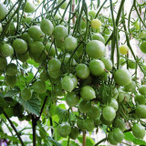 Crazy Barry Cherry Tomato Seeds – Easy to Grow, Extremely High Yield, Sweet & Juicy Flesh, Ornamental Garden Variety