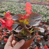 Bronze Leaf Red Flower Begonia Seeds | Compact Upright, Long Blooming for Borders & Containers