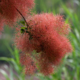 Smoke Tree Seeds – Cotinus coggygria, Red Fall Foliage, Drought Tolerant Shrub for Lawns & Hillsides